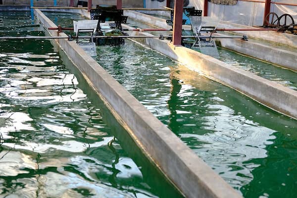 pic-algae-farming-ponds-khanjanipolymer (1)