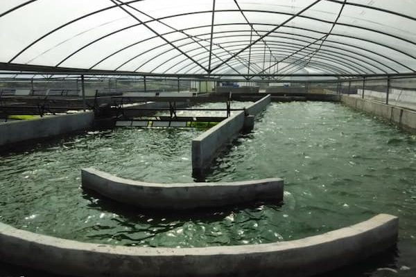 pic-algae-farming-ponds-khanjanipolymer (2)